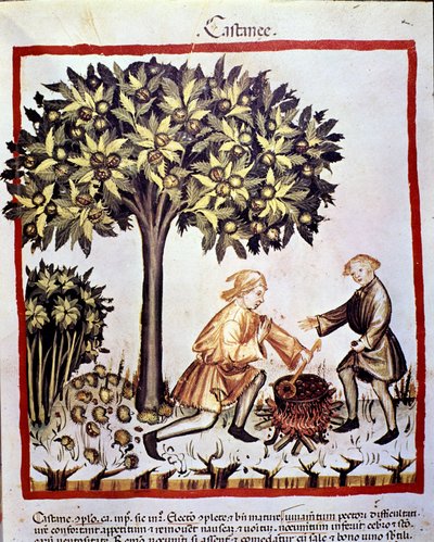 Zbiór i przygotowanie kasztanów jesienią. Oświetlenie z doju medycyny i dietetyki „”Tacuinum sanitatis”” autorstwa Unknown artist