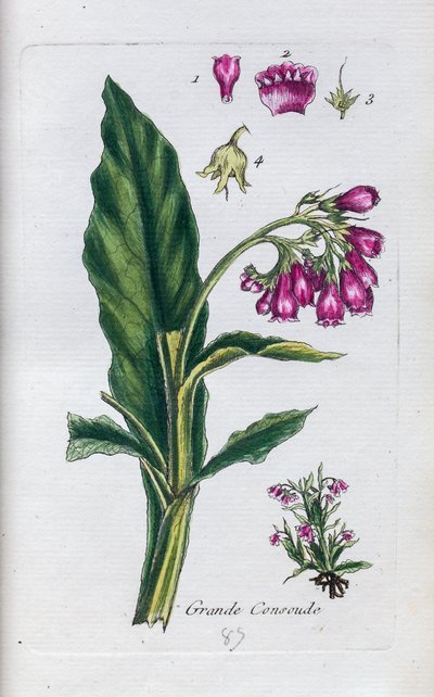 Żywokost autorstwa Unknown artist