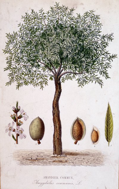 Migdałowiec pospolity - deska botaniczna autorstwa Unknown artist