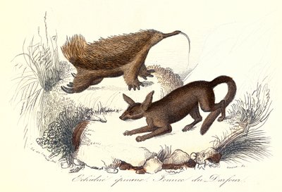 "Dzieła wszystkie Buffona: Zwierzęta domowe: kolczasta echidna i fenek derfour (rycina) autorstwa Unknown artist