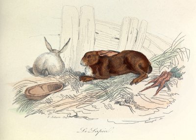 "Completes de Buffon" z nomenklaturą Linneusza i klasyfikacją Cuviera: Les animaux: Królik (rycina) autorstwa Unknown artist