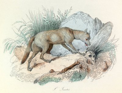 "Completes de Buffon" z nomenklaturą Linneusza i klasyfikacją Cuviera: Les animaux: Lis arktyczny (rycina) autorstwa Unknown artist