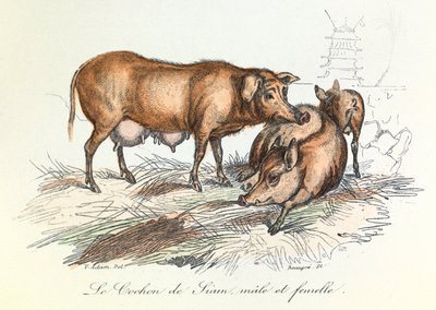 "Completes de Buffon" z nomenklaturą Linneusza i klasyfikacją Cuviera: Les animaux: Le pig de Siam (rycina) autorstwa Unknown artist