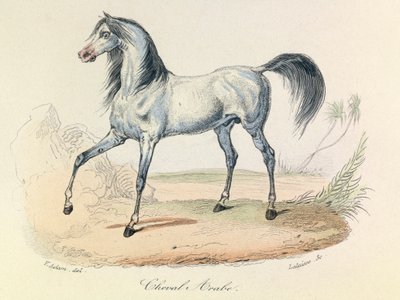 "Completes de Buffon" z nomenklaturą Linneusza i klasyfikacją Cuviera: Les animaux: Cheval Arabe (rycina) autorstwa Unknown artist