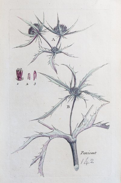 Kraj Panicaut autorstwa Unknown artist
