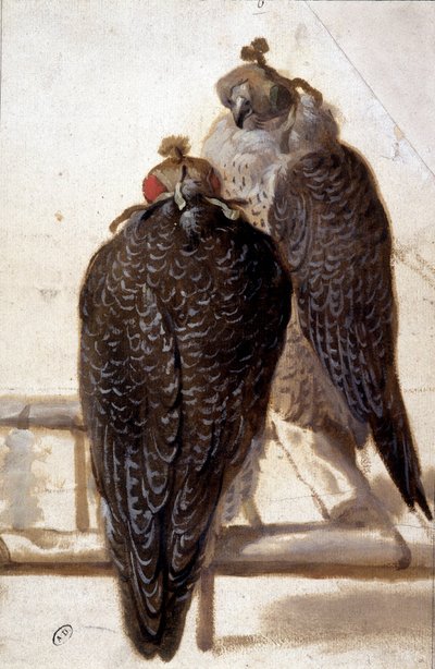 Kilka jastrzębi. Rysunek z XVIII wieku. autorstwa Unknown artist
