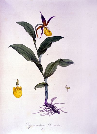 Cypripedium calceolus: rodzaj storczyka. autorstwa Unknown artist
