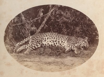 Martwy lampart autorstwa Unknown artist