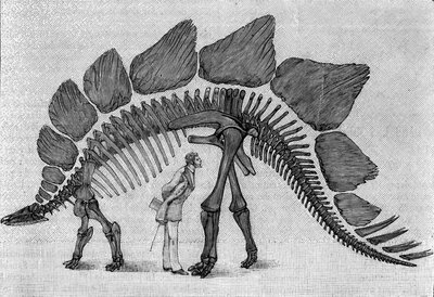 Szkielet dinozaura: „”Stegosaurus ungulatus””, marzec. Górna Jura Gór Skalistych. Reprodukcja rysunku przekazanego przez pana Marcha Albertowi Gaudry z Instytutu. Grawerowanie w „” La Nature: revue des sciences et de leurs applications aux autorstwa Unknown artist
