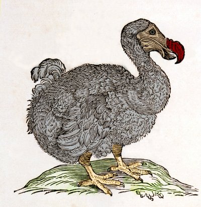 Dodo lub Dronte. Ptak zniknął - w "O sprawach przyrodniczych i medycznych w Indiach" Williama Piso, Amsterdam autorstwa Unknown artist