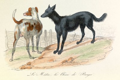 Pies i matyna, dwa zwierzęta sklasyfikowane przez Linneusza i Cuviera (rycina) autorstwa Unknown artist