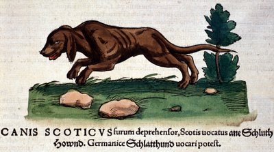 Pies z Historii Animalium Conrada Gesnera, Tiguri 1560. Biblioteca Nazionale Braidense. Mediolan autorstwa Unknown artist