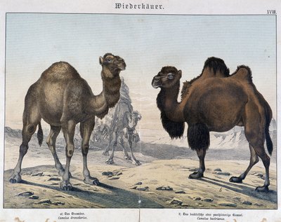 Dromader i wielbłąd - w „„Historie naturalne ssaków””, wyd. Shreiber, Monachium autorstwa Unknown artist