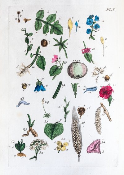 Elementarna tabela rycin i ich nazw we Flora Parisiensis autorstwa Unknown artist