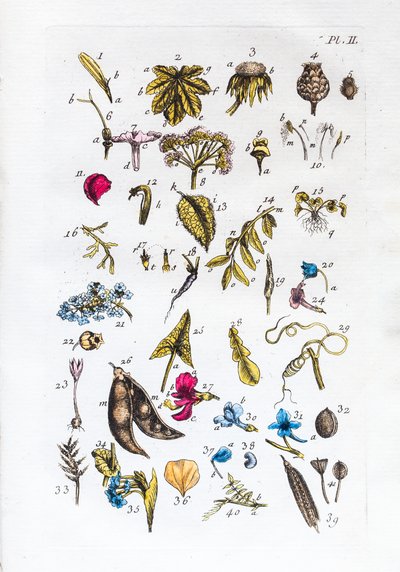 Elementarna tabela figur i ich nazw we Flora Parisiensis autorstwa Unknown artist