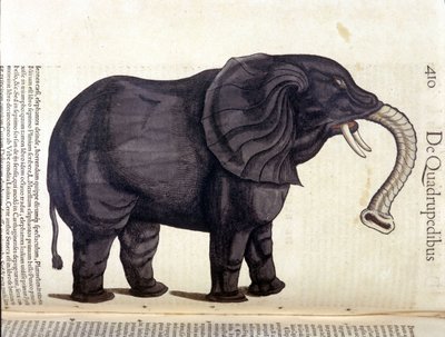 Słoń z Historii Animalium Conrada Gesnera, Tiguri 1560. Biblioteca Nazionale Braidense. Mediolan autorstwa Unknown artist