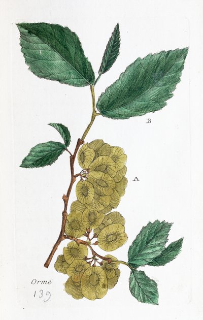 Wiąz (Abalone, Little Elm) autorstwa Unknown artist