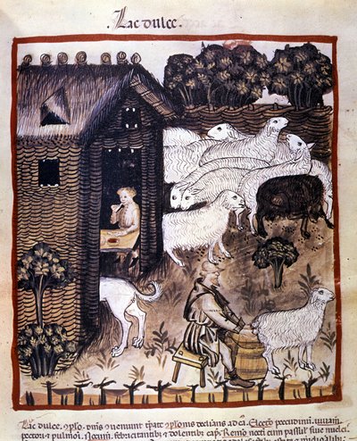 Praca w gospodarstwie: dojenie owiec do produkcji mleka i sera. Oświetlenie z doju medycyny i dietetyki „”Tacuinum sanitatis”” autorstwa Unknown artist