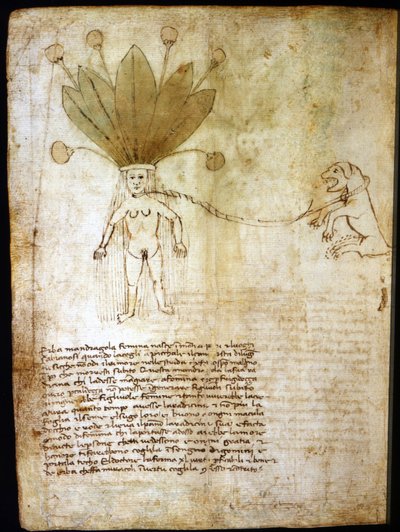 Samica mandragory, pozyskiwana z ziela z XIV wieku. autorstwa Unknown artist