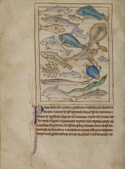 Ryby i potwory morskie autorstwa Unknown artist