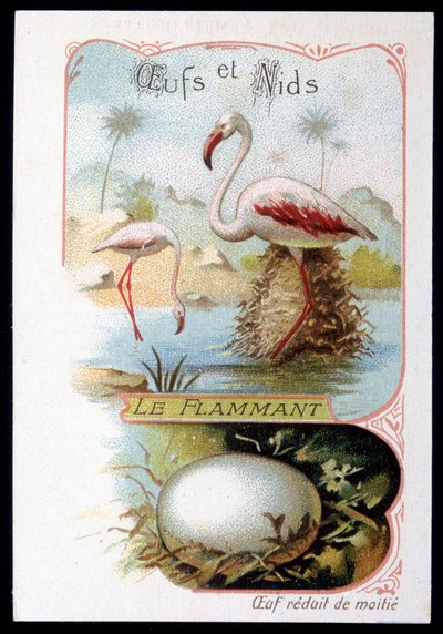 Flaming - Jaja i Gniazda. XIX-wieczna chromolitografia. autorstwa Unknown artist