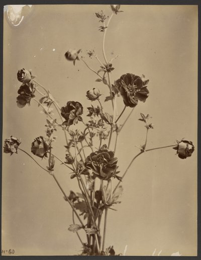 [Studium kwiatowe] autorstwa Unknown artist