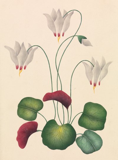 Kwiat z Trzema Okwitnięciami autorstwa Unknown artist