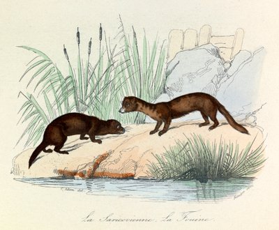 Fouine i Saricovienne sklasyfikowane przez Linneene