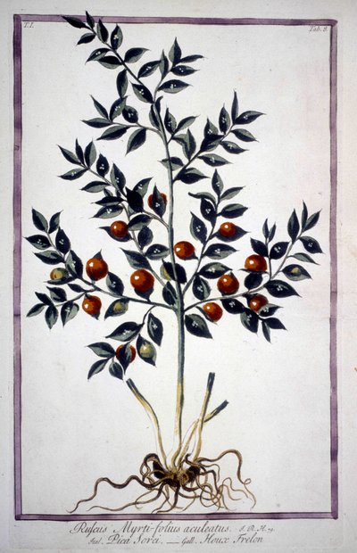 Fragon False Holly lub Small Holly (Ruscus) w XIX-wiecznym zielniku. autorstwa Unknown artist