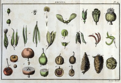Owoce: w „Flora Françoise, czyli krótki opis wszystkich roślin, które naturalnie rosną we Francji, ułożone według nowej metody analizy, do której przytoczono ich najmniej dwuznaczne cnoty w medycynie i ich przydatność w sztuce”” autorstwa Unknown artist