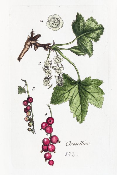 Agrest autorstwa Unknown artist