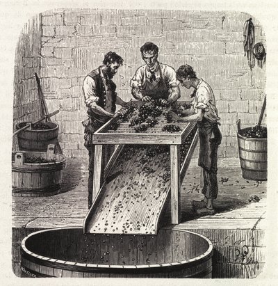 Klasyfikacja winogron na siatce podczas procesu produkcji wina z Burgundii najwyższej jakości. Grawerunek z końca XIX wieku autorstwa Unknown artist