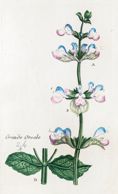 Szałwia muszkatołowa lub szałwia muszkatołowa autorstwa Unknown artist