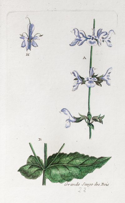 Great Woodland Sage autorstwa Unknown artist