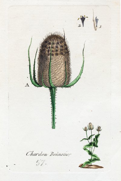 Ostropest plamisty autorstwa Unknown artist
