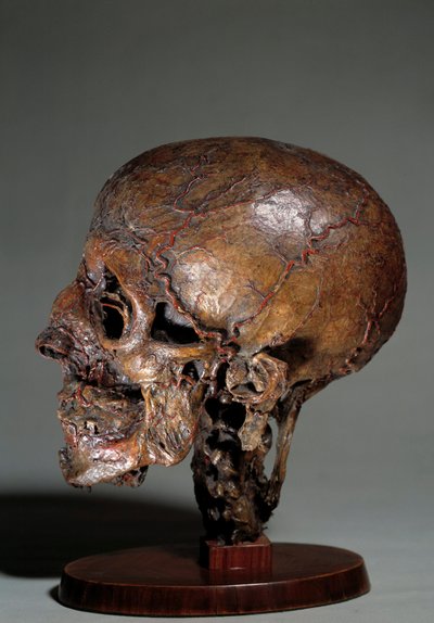 Głowa anatomiczna człowieka wykonana za pomocą zastrzyków woskowych. XVIII-wieczna kolekcja prywatna autorstwa Unknown artist