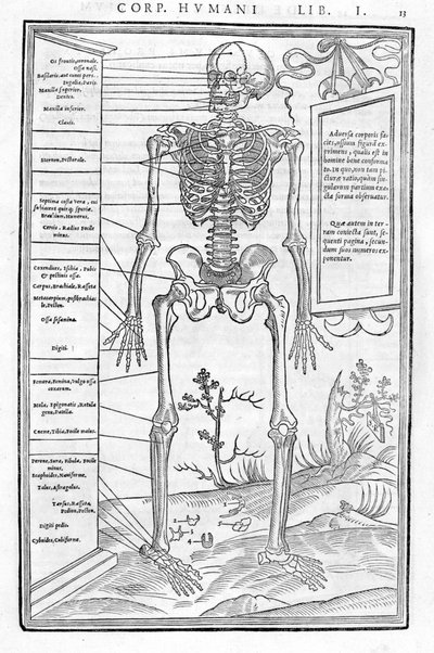 Szkielet człowieka, część przednia. Płytka anatomiczna ""Sekcja trzech części ludzkiego ciała..." Carlo Stefano Riverio, Paryż 1545 autorstwa Unknown artist