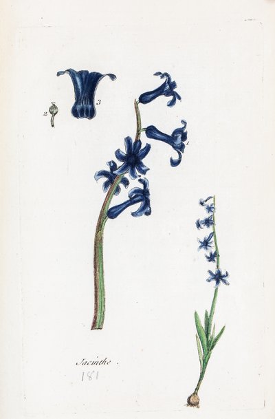 Hiacynt autorstwa Unknown artist