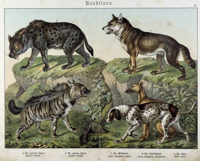 Hieny i psy. w „” Naturalne historie ssaków”, wyd. Schreiber autorstwa Unknown artist