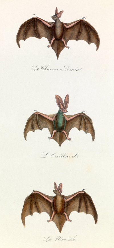 Ilustracja z książki "Complete Works of Buffon": Les Quadrupedes: Bat souris (rycina) autorstwa Unknown artist