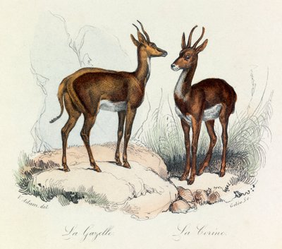 Ilustracja z książki "Complete Works of Buffon": Les Quadrupedes: La gazelle et la corine (rycina) autorstwa Unknown artist