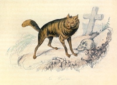 Ilustracja z książki "Complete Works of Buffon": Les Quadrupedes: La hyene (rycina) autorstwa Unknown artist