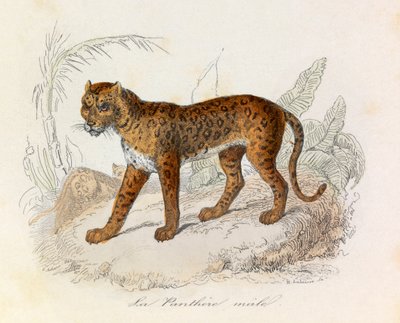 Ilustracja z książki "Complete Works of Buffon": Les Quadrupedes: La panthere (rycina) autorstwa Unknown artist