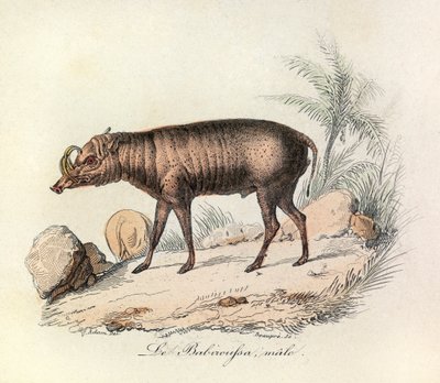 Ilustracja z książki "Complete Works of Buffon": Les Quadrupedes: Samiec babiroussa (rycina) autorstwa Unknown artist