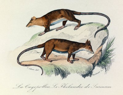 Ilustracja z książki "Complete Works of Buffon": Les Quadrupedes: Le cayopollin et la philandre de Surinam (rycina) autorstwa Unknown artist