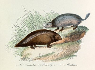Ilustracja z książki "Complete Works of Buffon": Les Quadrupedes: Le coendou et le pork epic de Malaga (rycina) autorstwa Unknown artist