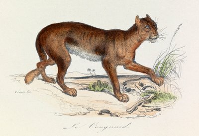 Ilustracja z książki "Complete Works of Buffon": Les Quadrupedes: Le couguar (rycina) autorstwa Unknown artist
