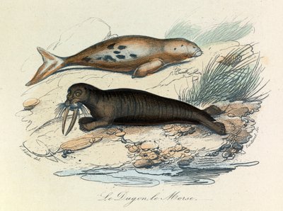 Ilustracja z książki "Complete Works of Buffon": Les Quadrupedes: Le dugon et le walrus (rycina) autorstwa Unknown artist