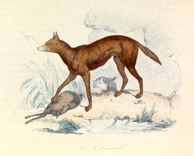 Ilustracja z książki "Complete Works of Buffon": Les Quadrupedes: Szakal (rycina) autorstwa Unknown artist