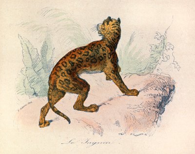Ilustracja z książki "Complete Works of Buffon": Les Quadrupedes: Le jaguar (rycina) autorstwa Unknown artist